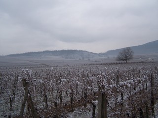 Les collines, le vignoble aussi se reposent sous le gel mordant.
